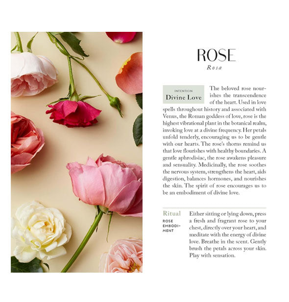 Sample card front and back from The Botanicals Deck features the rose