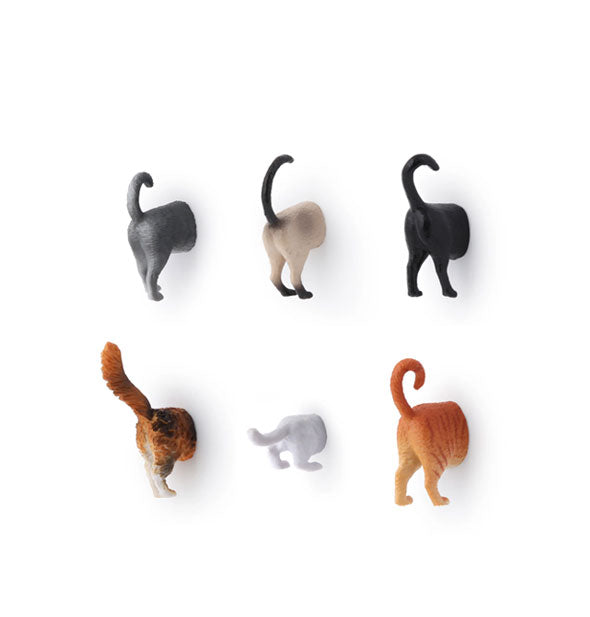 Set of six cat butt magnets in different sizes and colorations