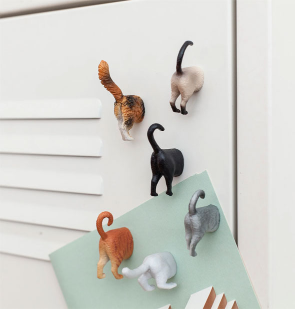 Six cat butt magnets are stuck to a metal locker