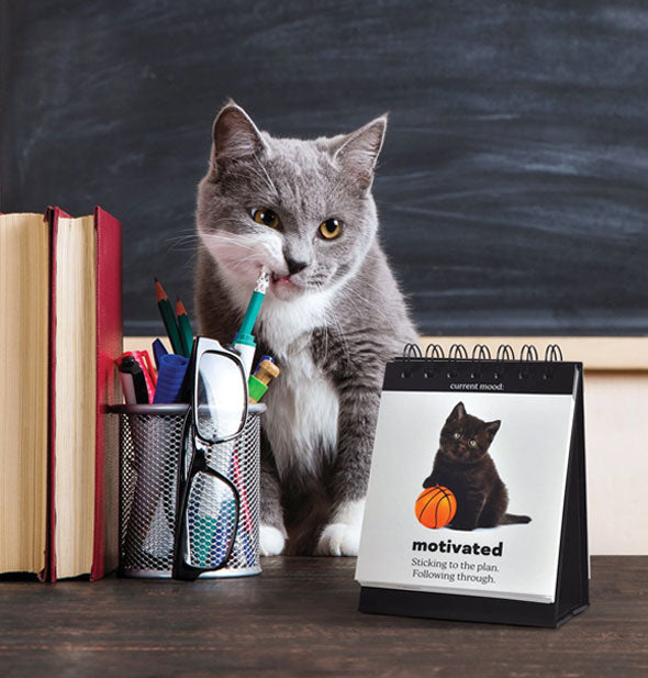 A grey and white cat nibbles the end of a pencil on a desktop alongside the Daily Cattitudes Desktop Flip Book displaying "Motivated"