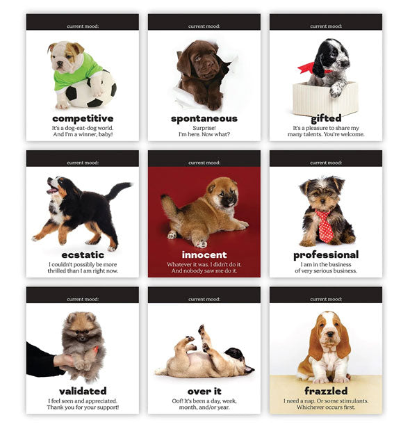 Examples of moods from the Daily Doggo Desktop Flip Book: Competitive, Spontaneous, Gifted, Ecstatic, Innocent, Professional, Validated, Over It, and Frazzled