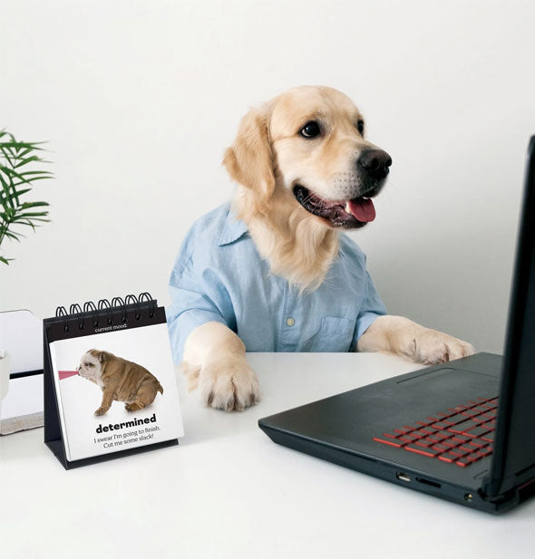 A golden retriever wearing a blue collared shirt sits at a desk with a Daily Doggo Desktop Flip Book and laptop
