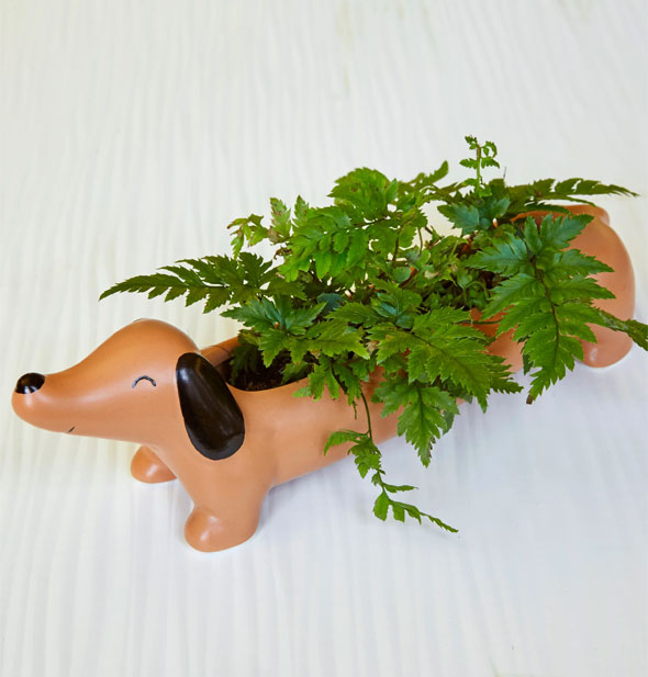 Dachshund dog planter holds a ferny plant