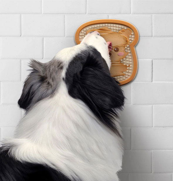 A black and white border collie licks peanut butter from a Toast Distract-O-Mat that's attached to a white tiled wall