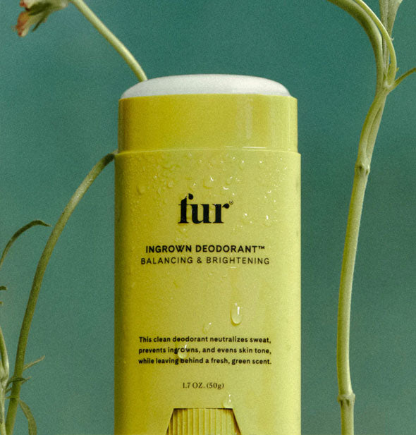 Fur Ingrown Deodorant stick with cap removed is covered in condensation and staged with flower stalks against a dark green backdrop