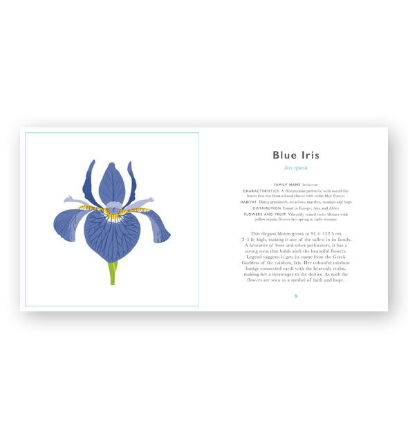 Page spread from The Little Guide to Wildflowers features a section on Blue Iris alongside colorful illustration