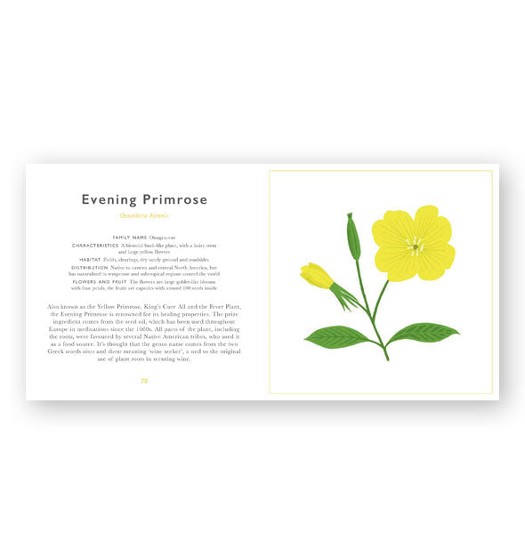 Page spread from The Little Guide to Wildflowers features a section on Evening Primrose alongside colorful illustration