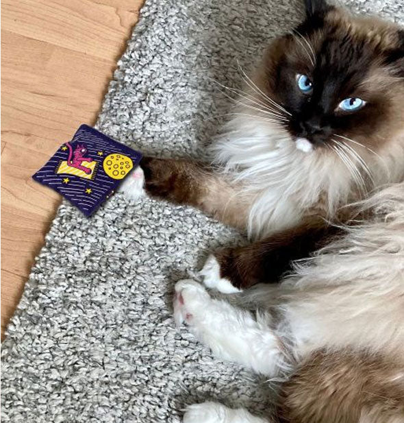 Long-haired Siamese cat with blue eyes lays on a rug touching the Magic Carpet Ride Organic Catnip toy with one paw