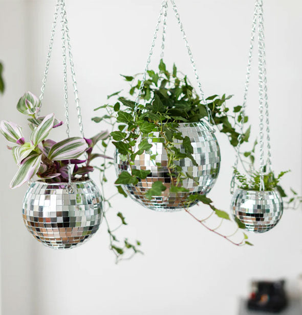 Grouping of three hanging disco ball planters in different sizes