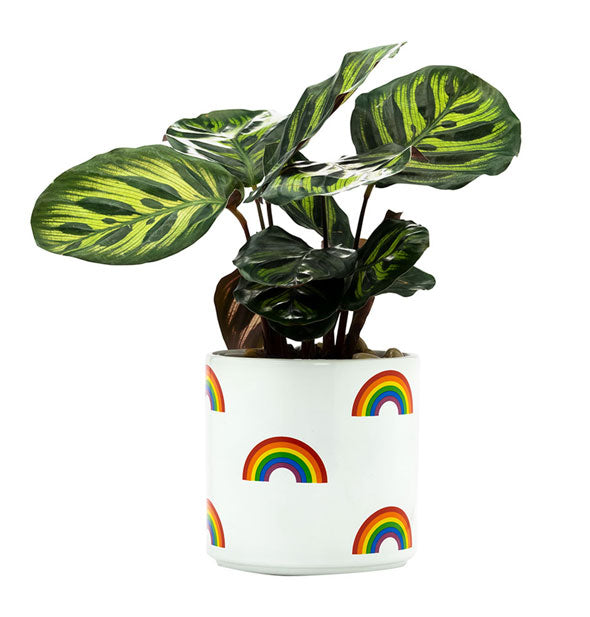 White vase with small rainbow graphics spaced out across the surface holds a leafy green plant inside it