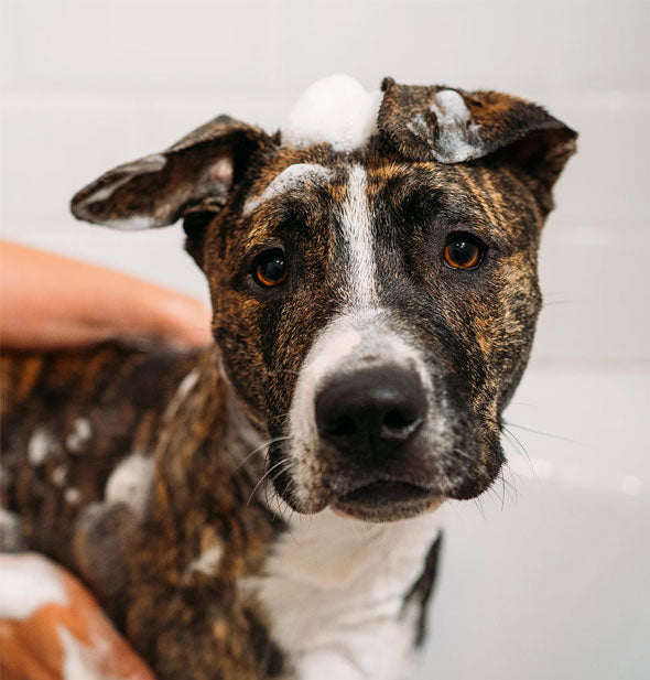 A brown and white dog is lathered with sudsy soap