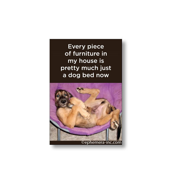 Rectangular magnet with picture of a puppy laying belly-up on a purple chair says, "Every piece of furniture in my house is pretty much just a dog bed now"