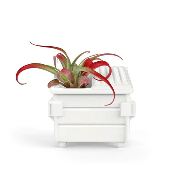 White dumpster-shaped planter pot holds a red and green air plant with long tendrils