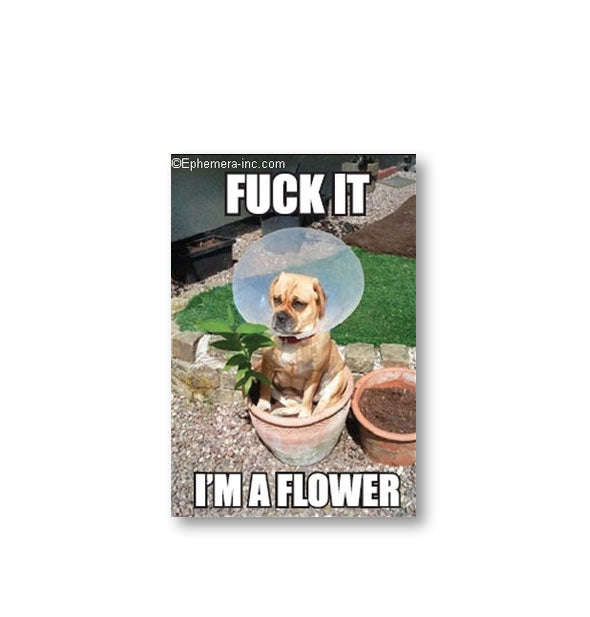 Rectangular magnet by Ephemera Inc. with image of a dog wearing a veterinary cone sitting in a planter pot says, "Fuck it, I'm a flower"