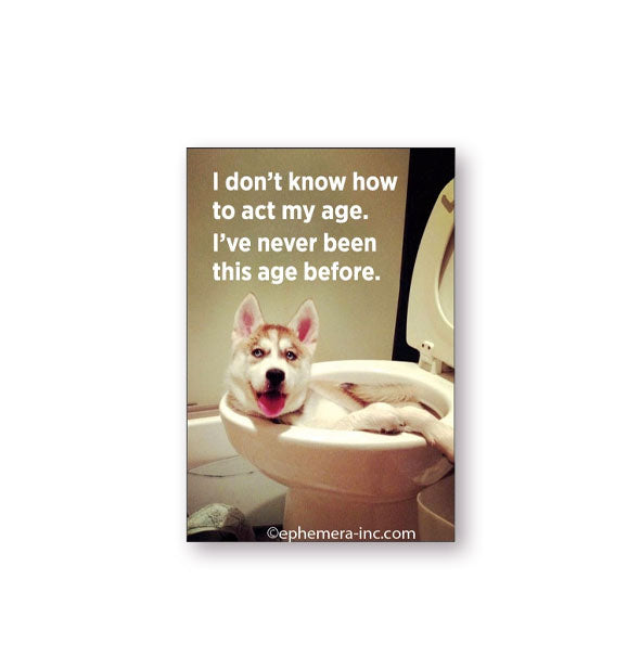 Rectangular magnet with image of a dog laying in a toilet bowl says, "I don't know how to act my age. I've never been this age before."