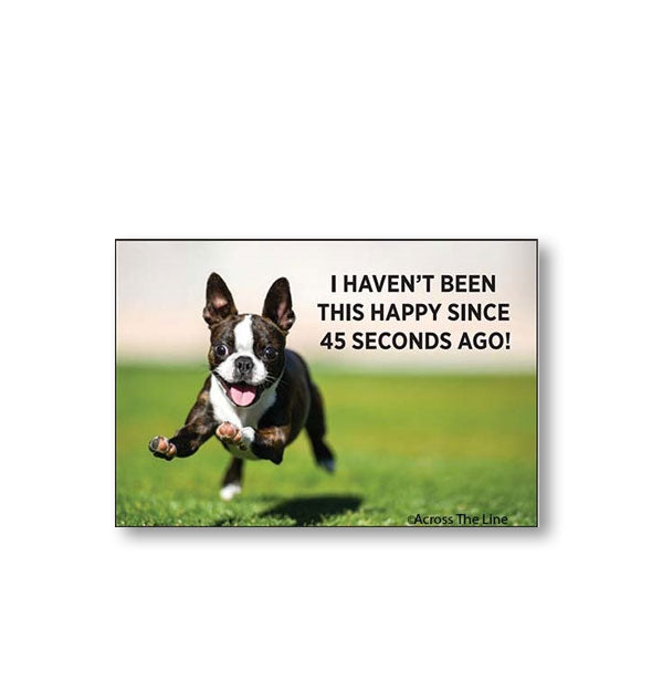 Rectangular magnet with image of a black and white French Bulldog galloping across a green lawn says, "I haven't been this happy since 45 seconds ago!"