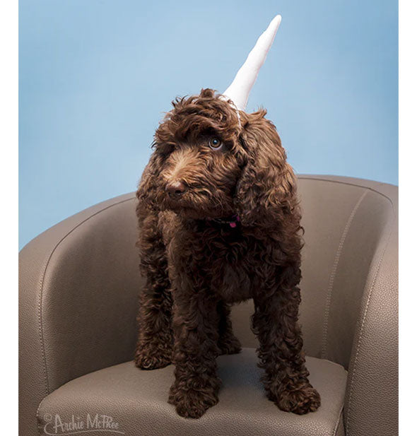 A dog with brown curly fur standing on a beige chair against a blue background wears a white unicorn horn on top of its head