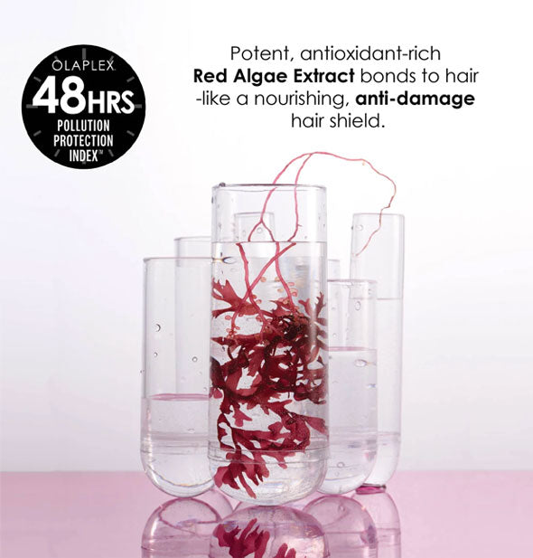 Red algae in a test tube is labeled, "Potent, antioxidant-rich Red Algae Extract bonds to hair like a nourishing, anti-damage hair shield." Olaplex 48 hours pollution protection index seal is at top left