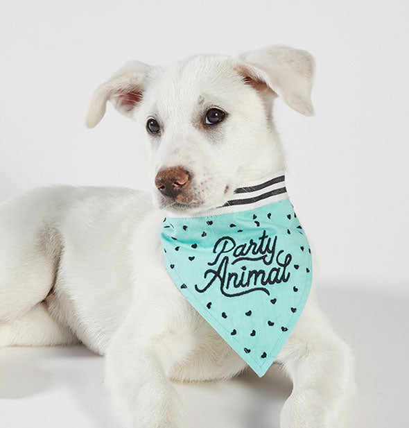 A dog poses in the Party Animal pet bandana