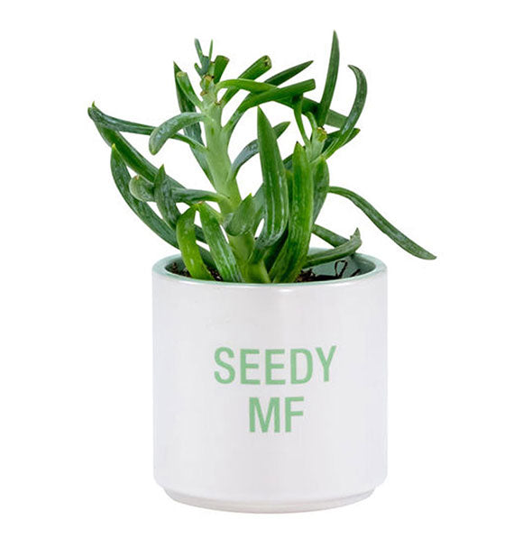 Seedy MF planter pot with succulent