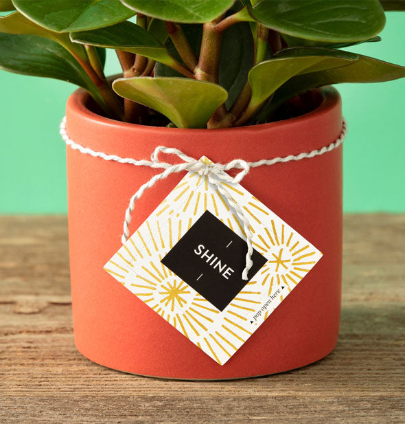 White and gold Shine card is attached with white twine to a potted plant on a wooden surface