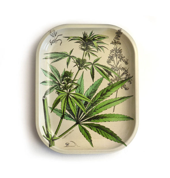Rectangular tray with rounded corners features all-over vintage diagrammed cannabis leaf illustration