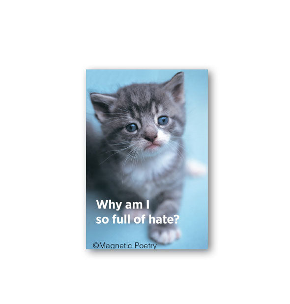 Rectangular magnet with image of a gray and white kitten says, "Why am I so full of hate?" in white lettering