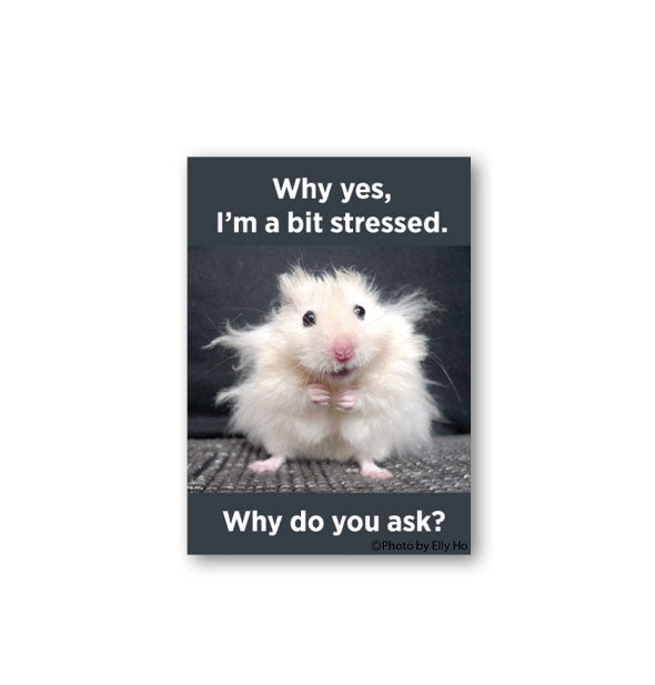 Rectangular magnet with image of a disheveled-looking white mouse says, "Why yes, I'm a bit stressed. Why do you ask?"