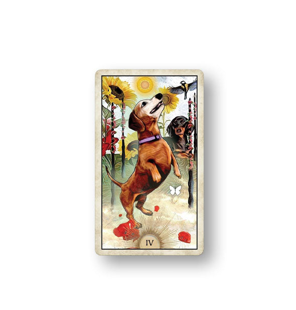 IV card from the Wise Dog tarot Deck with illustration of a Dachshund standing on its hind legs